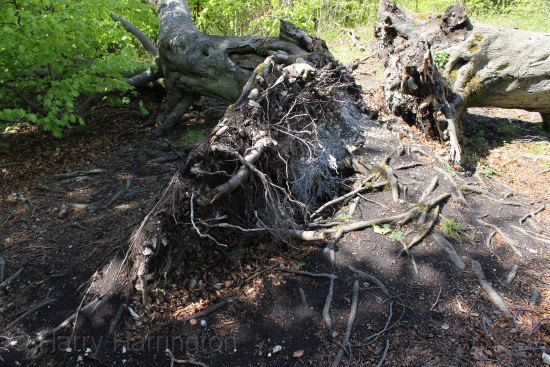 fallen beech